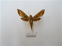 藏品(斜綠天蛾)的圖片